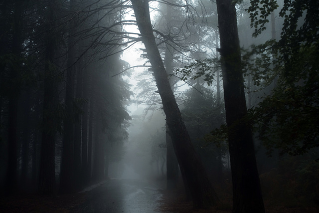 Mata da Albergaria, Rain and mist through the windshield L1005641