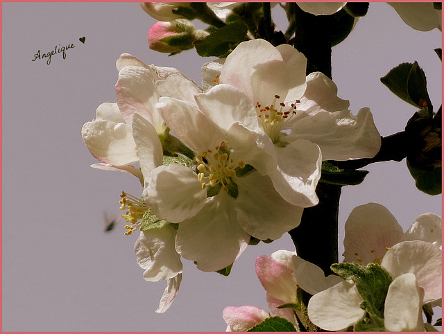 Fleurs de Pommiers !