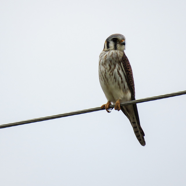 Day 7, American Kestrel