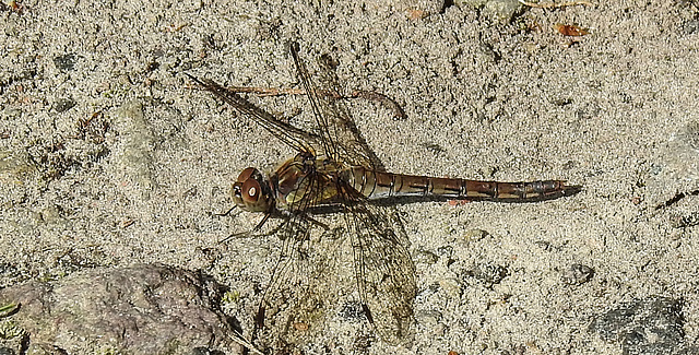 20190902 5691CPw [D~VR] Große Heidelibelle, Boddenland, Müggenburg