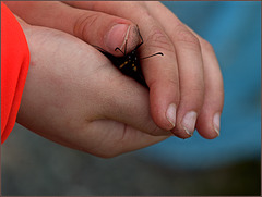 Boy and butterfly