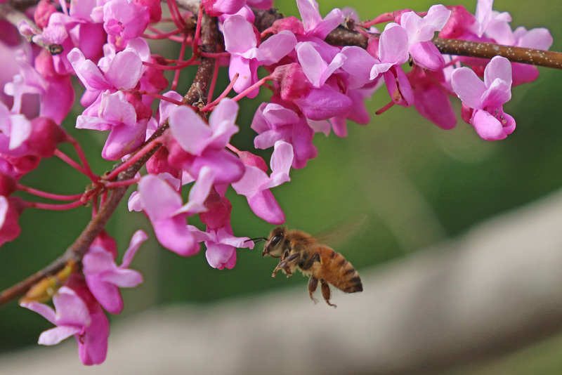 Bee in the redbud tree