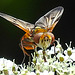 20210813 2426CPw [D~LIP] Breitflügelige Raupenfliege (Ectophasia crassipennis), Bad Salzuflen