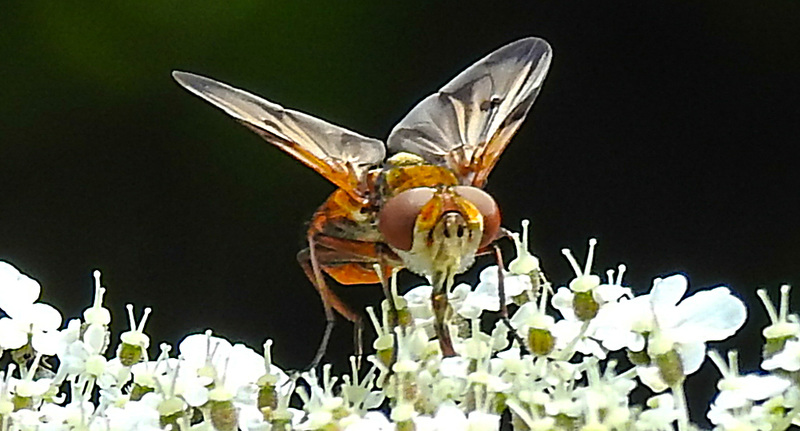 20210813 2426CPw [D~LIP] Breitflügelige Raupenfliege (Ectophasia crassipennis), Bad Salzuflen