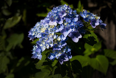 Blue Hydrangea