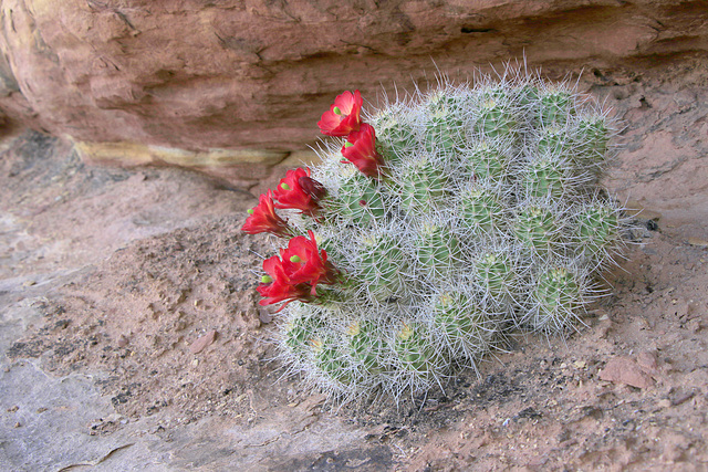 Claret-cup Cactus