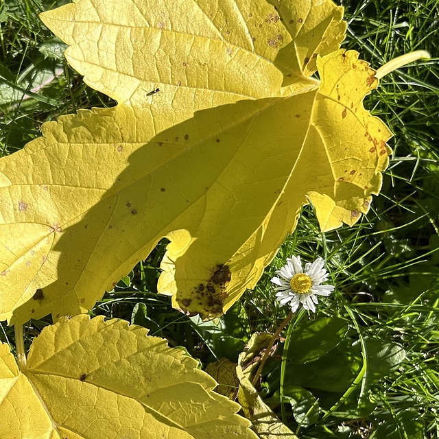 Autumn....but hidden in the grass, a daisy:)