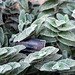 IMG 2762-001-Tradescantia Sillamontana