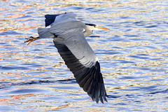 Grey Heron in Flight