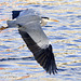 Grey Heron in Flight