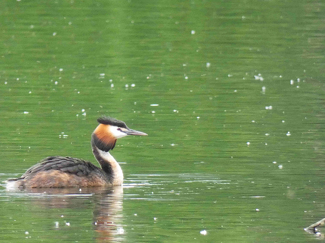 Grebe huppé