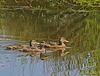 Female Mallards