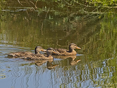 Female Mallards Female Mallards
