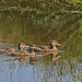 Female Mallards