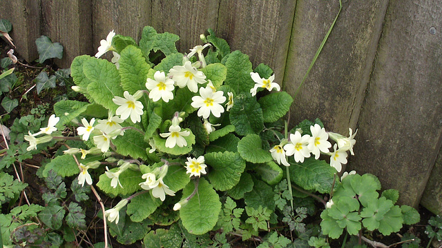 Bunches of primroses edge the drive