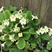 Bunches of primroses edge the drive