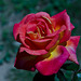 une jolie rose