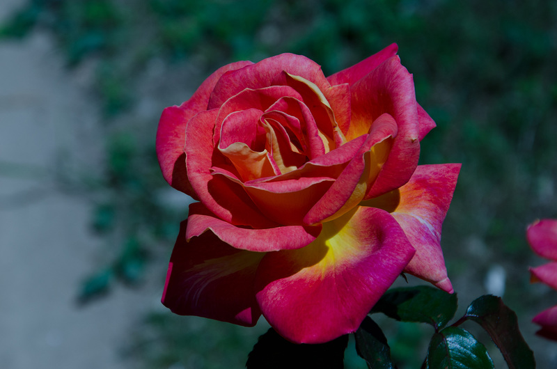 une jolie rose