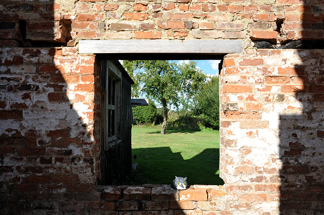 The Owl of Barn Farm