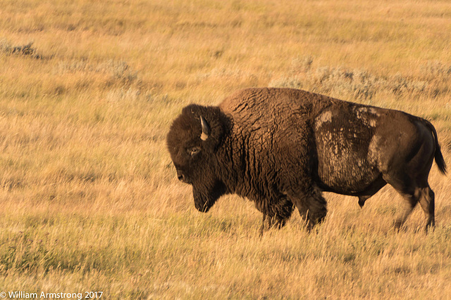 Bison at sunset