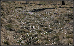 Crocus vernus