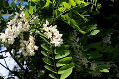 Robinia pseudoacacia (12)