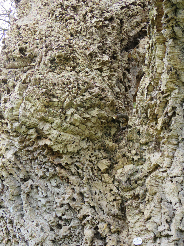 painshill park (145)