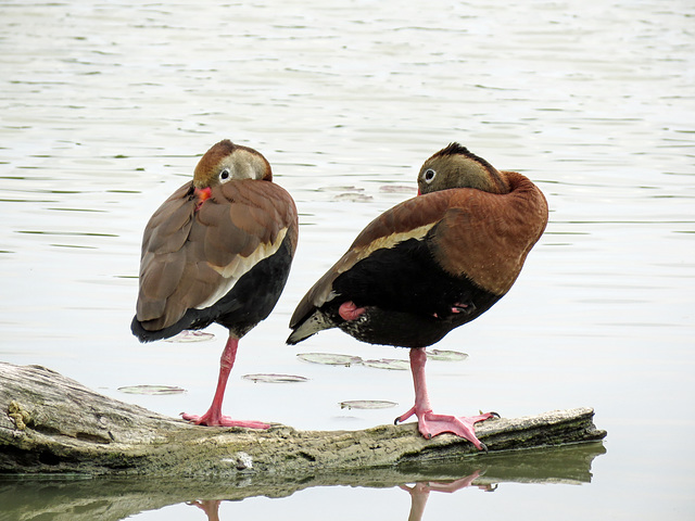 Day 7, Black-bellied Whistling Ducks