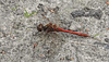 20190902 5692CPw [D~VR] Heidelibelle (Sympetrum vulgatum), Boddenland, Müggenburg