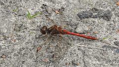 20190902 5692CPw [D~VR] Große Heidelibelle, Boddenland, Müggenburg