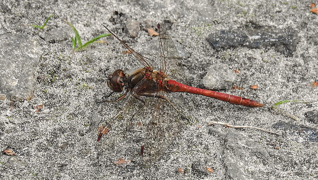 20190902 5692CPw [D~VR] Heidelibelle (Sympetrum vulgatum), Boddenland, Müggenburg