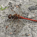 20190902 5692CPw [D~VR] Heidelibelle (Sympetrum vulgatum), Boddenland, Müggenburg