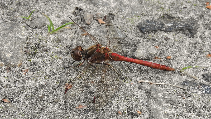 20190902 5692CPw [D~VR] Heidelibelle (Sympetrum vulgatum), Boddenland, Müggenburg
