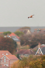 EOS 90D Peter Harriman 10 52 02 46766 marshHarrier dpp