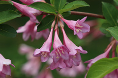 Weigela