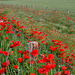 HFF-for everyone -23-7-2021- Papaver field