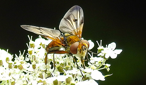 20210813 2427CPw [D~LIP] Breitflügelige Raupenfliege (Ectophasia crassipennis), Möhre (Daucus carota), Bad Salzuflen