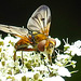 20210813 2427CPw [D~LIP] Breitflügelige Raupenfliege (Ectophasia crassipennis), Möhre (Daucus carota), Bad Salzuflen