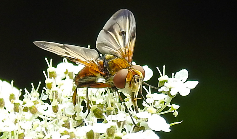 20210813 2427CPw [D~LIP] Breitflügelige Raupenfliege (Ectophasia crassipennis), Möhre (Daucus carota), Bad Salzuflen