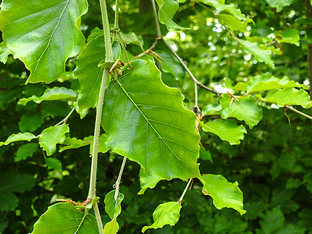 20230528 0269CPw [D~HF] Rotbuche (Fagus sylvatica), Bismarckturm, Herford