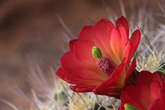 Claret-cup Cactus