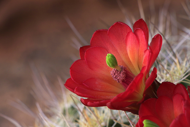 Claret-cup Cactus Claret-cup Cactus