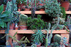 IMG 2763-001-Cacti & Succulents