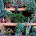 IMG 2763-001-Cacti & Succulents