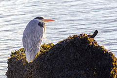 Grey Heron