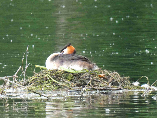 Grebe huppé