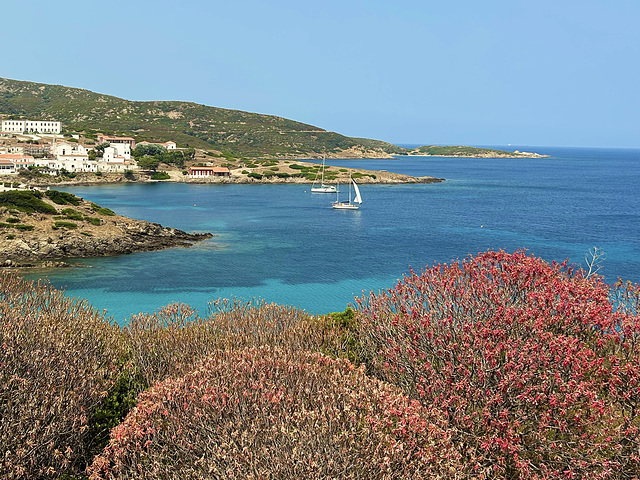 Euphorpia dendroides L.