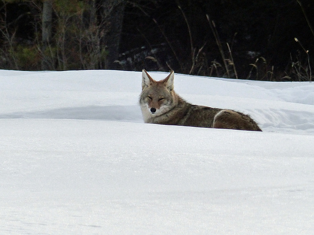 Coyote relaxing in the sun