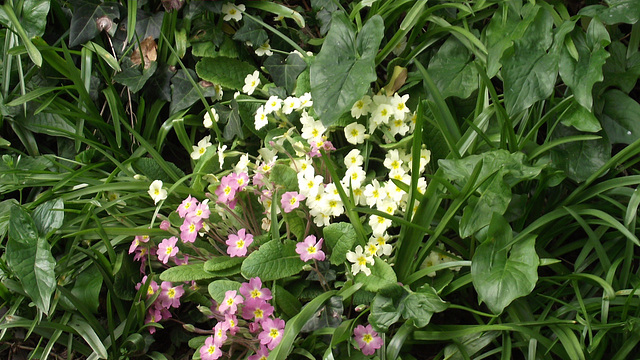 The two colours of the primroses