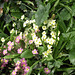 The two colours of the primroses